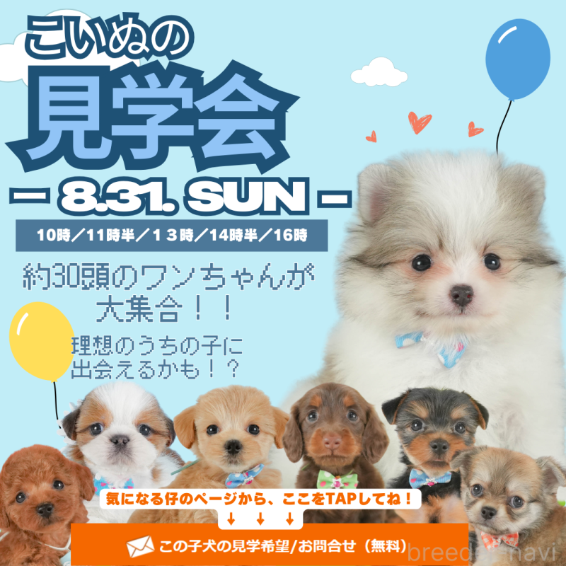 成約済の静岡県のタイニープードル-395844の3枚目